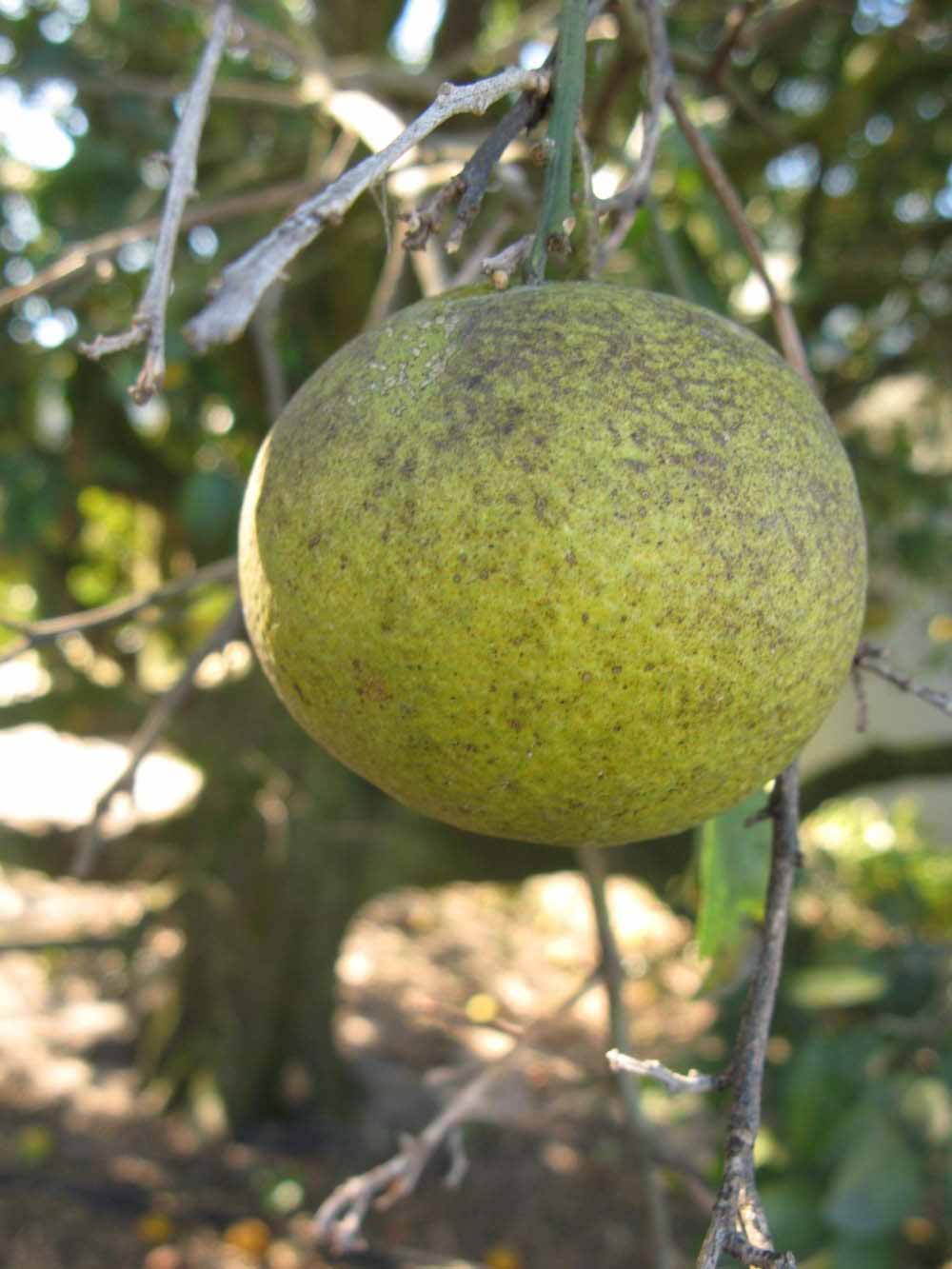            Fruit of  Citrus neoaurantium      (Tosu, Winter   Haven, FL)   